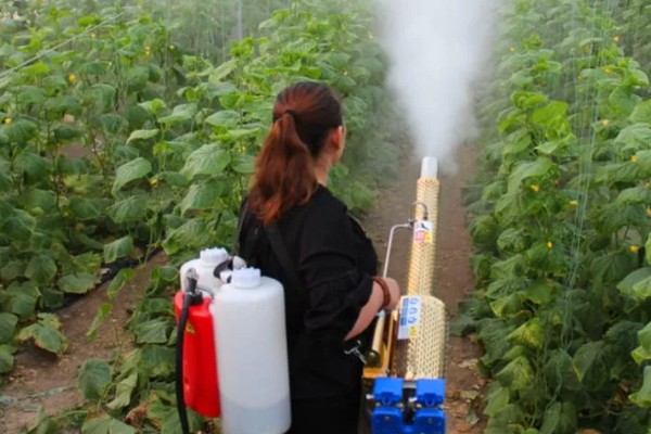 大棚蔬菜简易种植方法，将温度控制在18-25℃