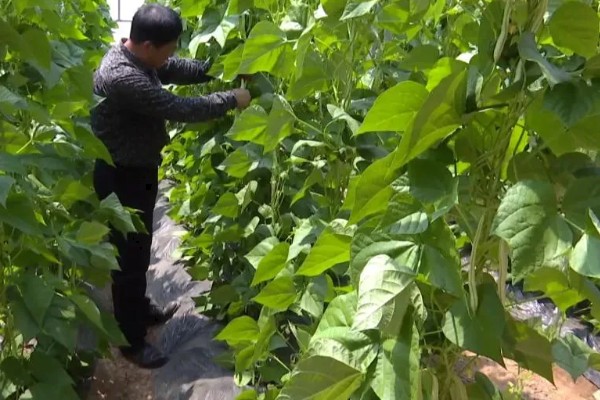 大棚蔬菜简易种植方法，将温度控制在18-25℃