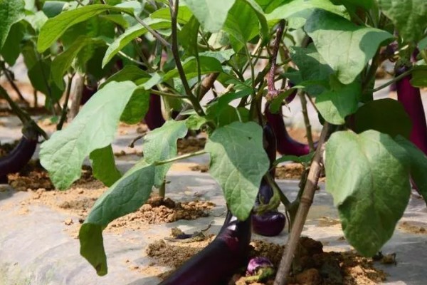 大棚蔬菜简易种植方法，将温度控制在18-25℃