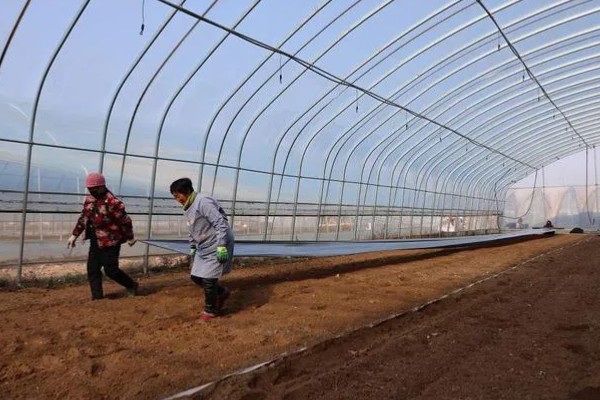 大棚蔬菜简易种植方法，将温度控制在18-25℃