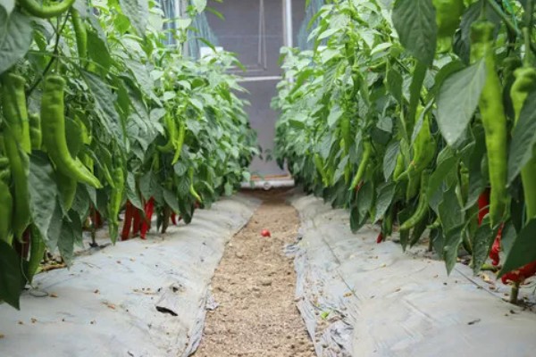 大棚蔬菜简易种植方法，将温度控制在18-25℃