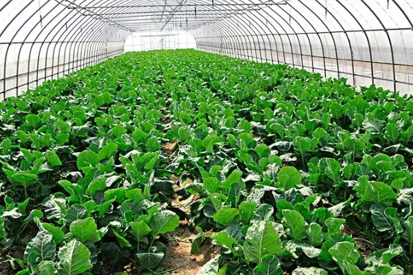 大棚蔬菜简易种植方法，将温度控制在18-25℃
