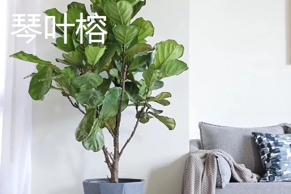 客厅电视柜上摆什么花适合，推荐君子兰、芦荟等