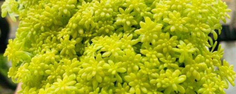 一盆黄金草的价格，零售价可能只要3-5元