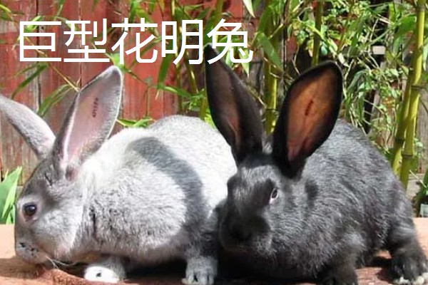有什么大型兔子，常见大型海棠兔、荷兰垂耳兔等品种