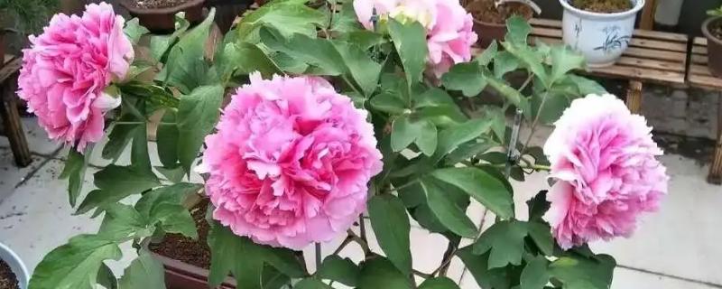 牡丹花的养殖方法，春秋两季每隔4-5天浇一次水
