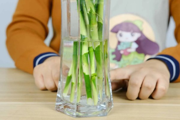 富贵竹叶子发干怎么处理。首先要找准原因