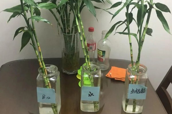 富贵竹叶子发干怎么处理。首先要找准原因