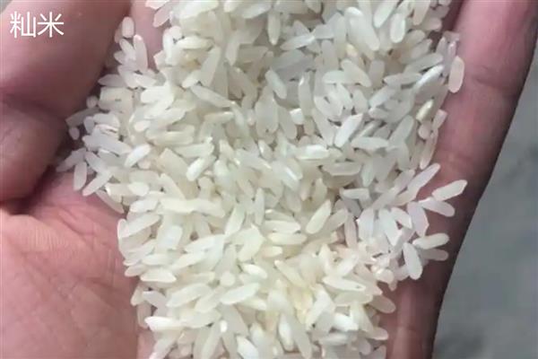 籼米和粳米的区别,产地、色泽、口感都不同
