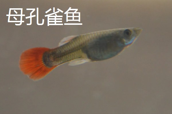 孔雀鱼公母要不要分开养,分开养殖有助于它们发育