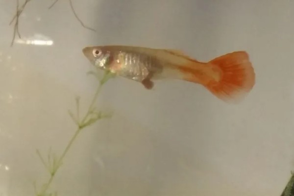 孔雀鱼公母要不要分开养,分开养殖有助于它们发育