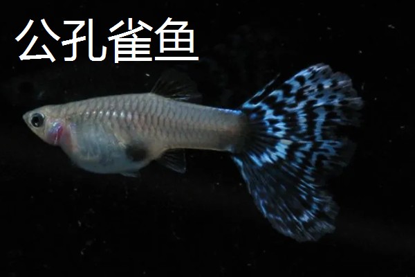 孔雀鱼公母要不要分开养,分开养殖有助于它们发育
