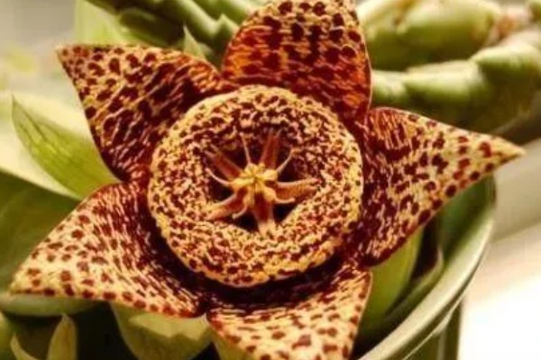豹皮花的养殖方法，每隔15-20天追肥一次
