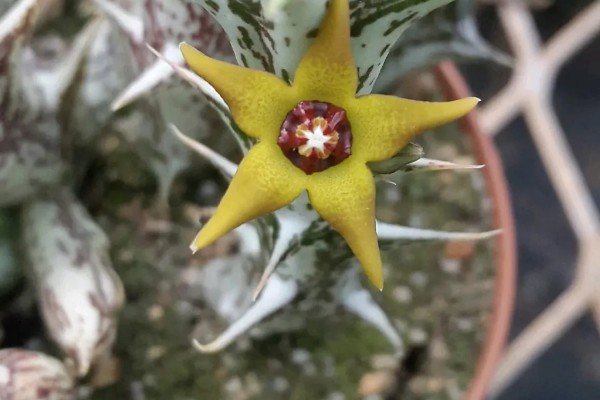 豹皮花的养殖方法，每隔15-20天追肥一次