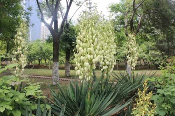 凤尾兰的花语是什么,代表盛开的希望、永不放弃等含义