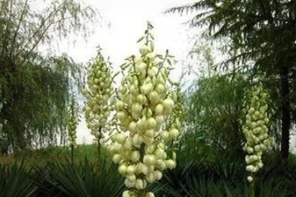 凤尾兰的花语是什么,代表盛开的希望、永不放弃等含义