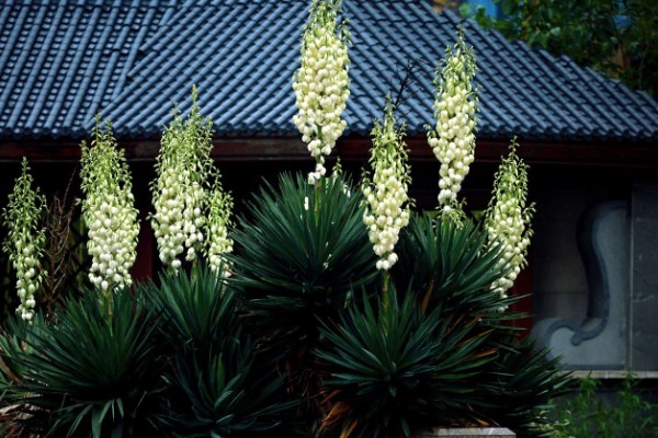 凤尾兰的花语是什么,代表盛开的希望、永不放弃等含义