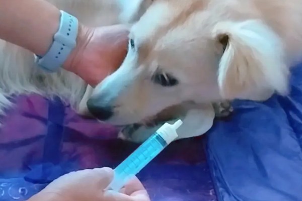 小狗气管炎的治疗方法,细菌感染可使用阿莫西林、头孢氨苄等