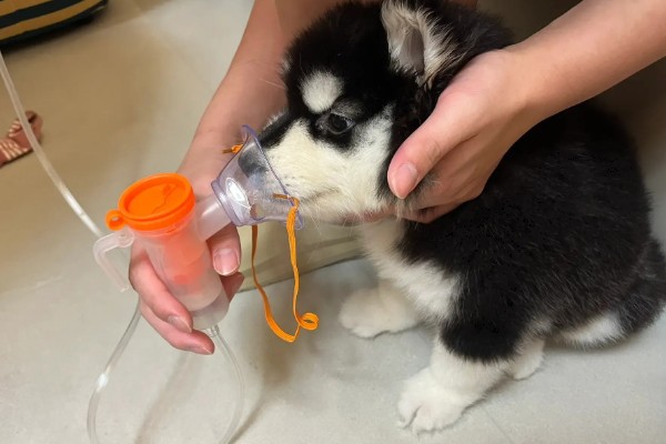 小狗气管炎的治疗方法,细菌感染可使用阿莫西林、头孢氨苄等