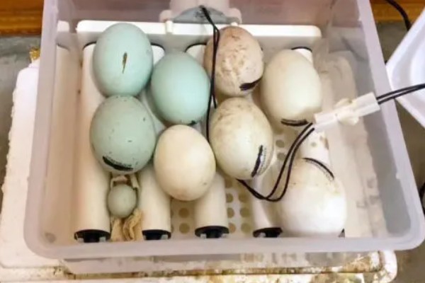 野鸭蛋孵化所需时间，一般需要28天左右