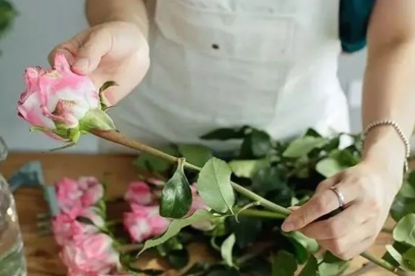 玫瑰如何醒花,把花枝底部剪除2-3厘米再用水浸泡