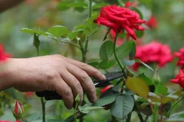 玫瑰如何醒花,把花枝底部剪除2-3厘米再用水浸泡