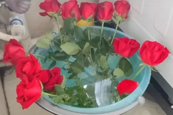 玫瑰如何醒花,把花枝底部剪除2-3厘米再用水浸泡
