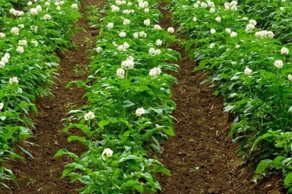 土豆秋季种植时间,选在8月下旬至9月上旬