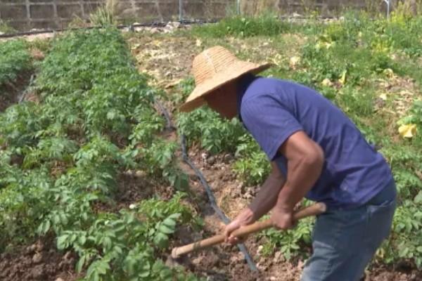 土豆秋季种植时间,选在8月下旬至9月上旬
