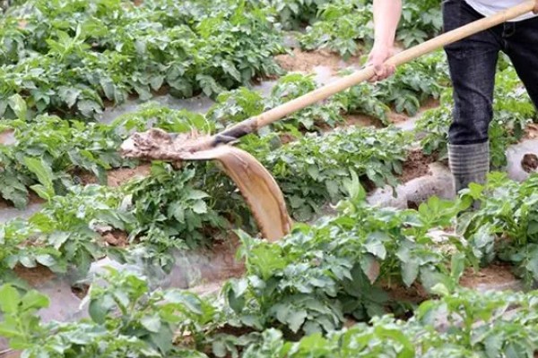 土豆秋季种植时间,选在8月下旬至9月上旬