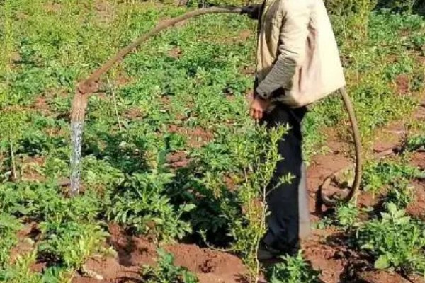 土豆秋季种植时间,选在8月下旬至9月上旬