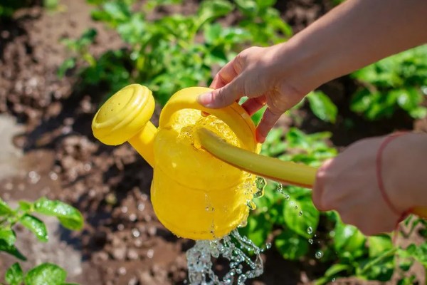 土豆秋季种植时间,选在8月下旬至9月上旬