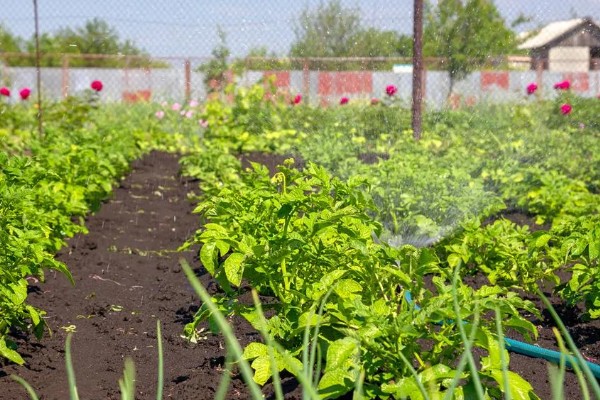 土豆秋季种植时间,选在8月下旬至9月上旬