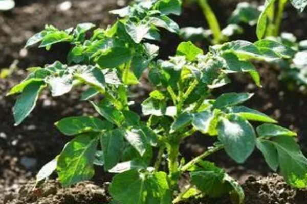 土豆秋季种植时间,选在8月下旬至9月上旬