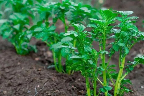 土豆秋季种植时间,选在8月下旬至9月上旬