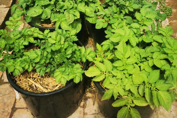 土豆秋季种植时间,选在8月下旬至9月上旬