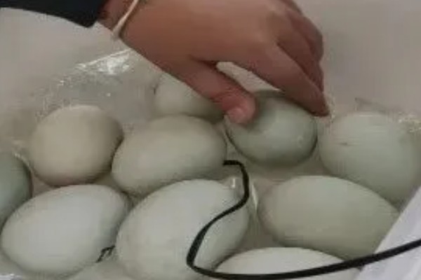 野鸭蛋孵化所需时间，一般需要28天左右
