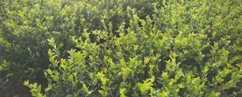 油茶冻害症状，根系受冻会导致植株萌芽晚或不整齐