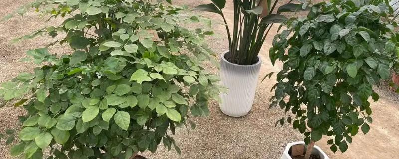 让幸福树更茂盛的方法，生长盛期每个月追肥一次