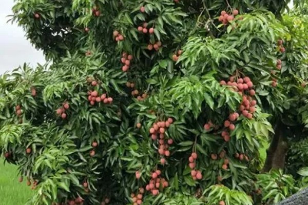 宜宾大塔荔枝的特点,肉厚多汁入口化渣