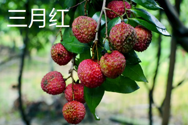 宜宾大塔荔枝的特点,肉厚多汁入口化渣