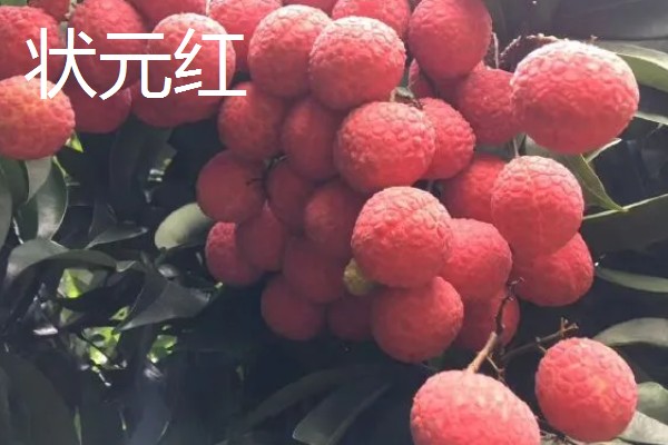 宜宾大塔荔枝的特点,肉厚多汁入口化渣