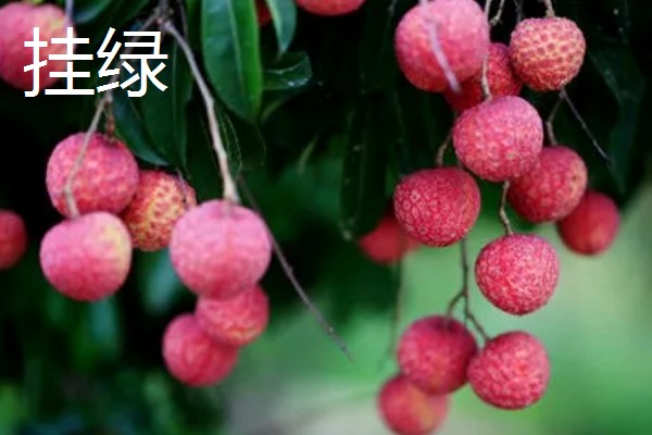 宜宾大塔荔枝的特点,肉厚多汁入口化渣