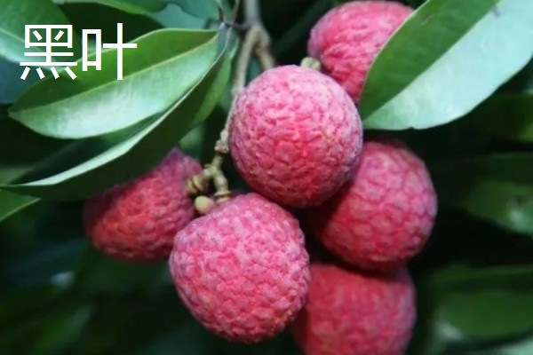 宜宾大塔荔枝的特点,肉厚多汁入口化渣