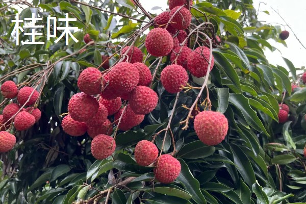 宜宾大塔荔枝的特点,肉厚多汁入口化渣