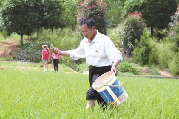 水田淹水期不能用什么氮肥,使用硝态氮肥容易发生反硝化作用