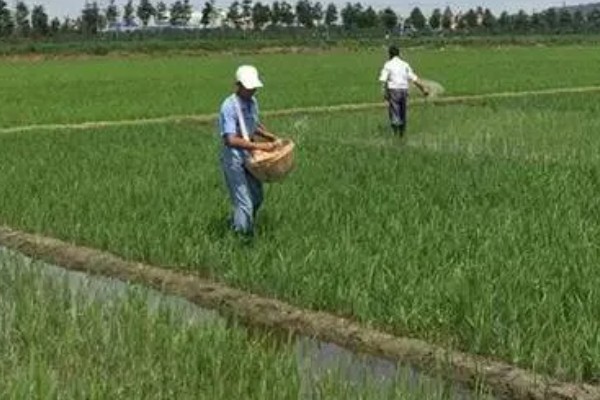 水田淹水期不能用什么氮肥,使用硝态氮肥容易发生反硝化作用