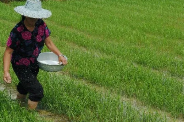 水田淹水期不能用什么氮肥,使用硝态氮肥容易发生反硝化作用