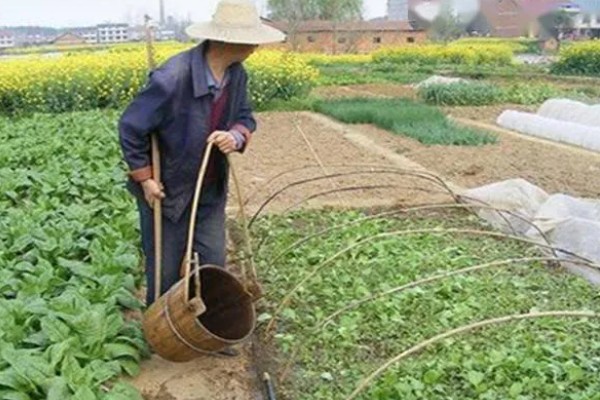 露地蔬菜的种植要点,播种前清除前茬的枯枝烂叶
