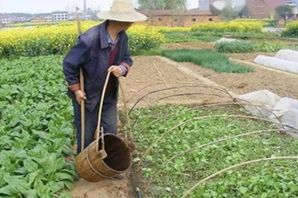 露地蔬菜的种植要点,播种前清除前茬的枯枝烂叶